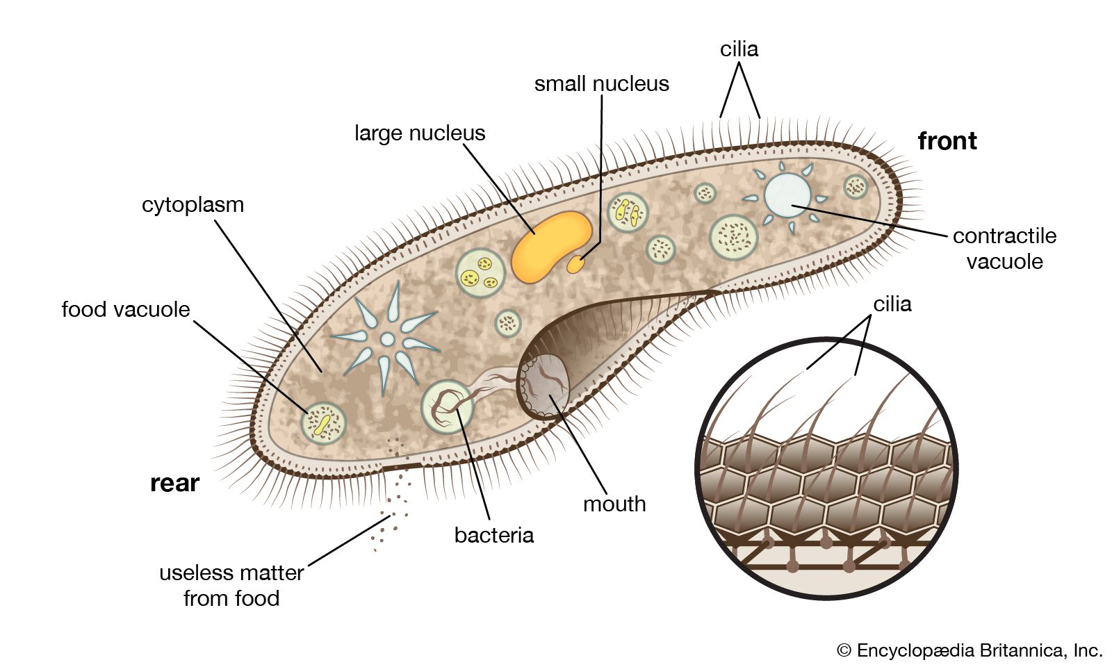 <p>undulipodia</p>