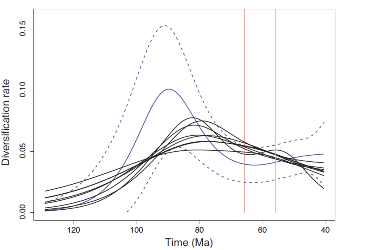 <p>Bininda-Emonds and Purvis (2012) responded to this “criticism” by reanalyzing the data using both their own methods from both Bininda-Emonds et al (2007) and Meredith et al (2011). The reanalysis is presented as Fig. 1 “Net diversification rates through time inferred from GAMs.” The blue curve are rates from Bininda- Emonds et al.’s preferred dates; dashed curves, 95% confidence intervals. The black curves are rates from Meredith et al.’s eight supertrees. The red vertical line is the KPg boundary; gray vertical line, Paleocene-Eocene boundary. The authors wrote “In conclusion, contrary to the impression promoted in their paper, Meredith et al.’s data broadly confirm our delayed-rise scenario for the temporal pattern of extant mammalian diversification: high rates well before the KPg boundary in the KTR; stable, lower rates across the boundary; and a subsequent rise in rate sometime after the Paleocene.” Do you agree that the two papers draw the same conclusion using different methods? Explain.</p>