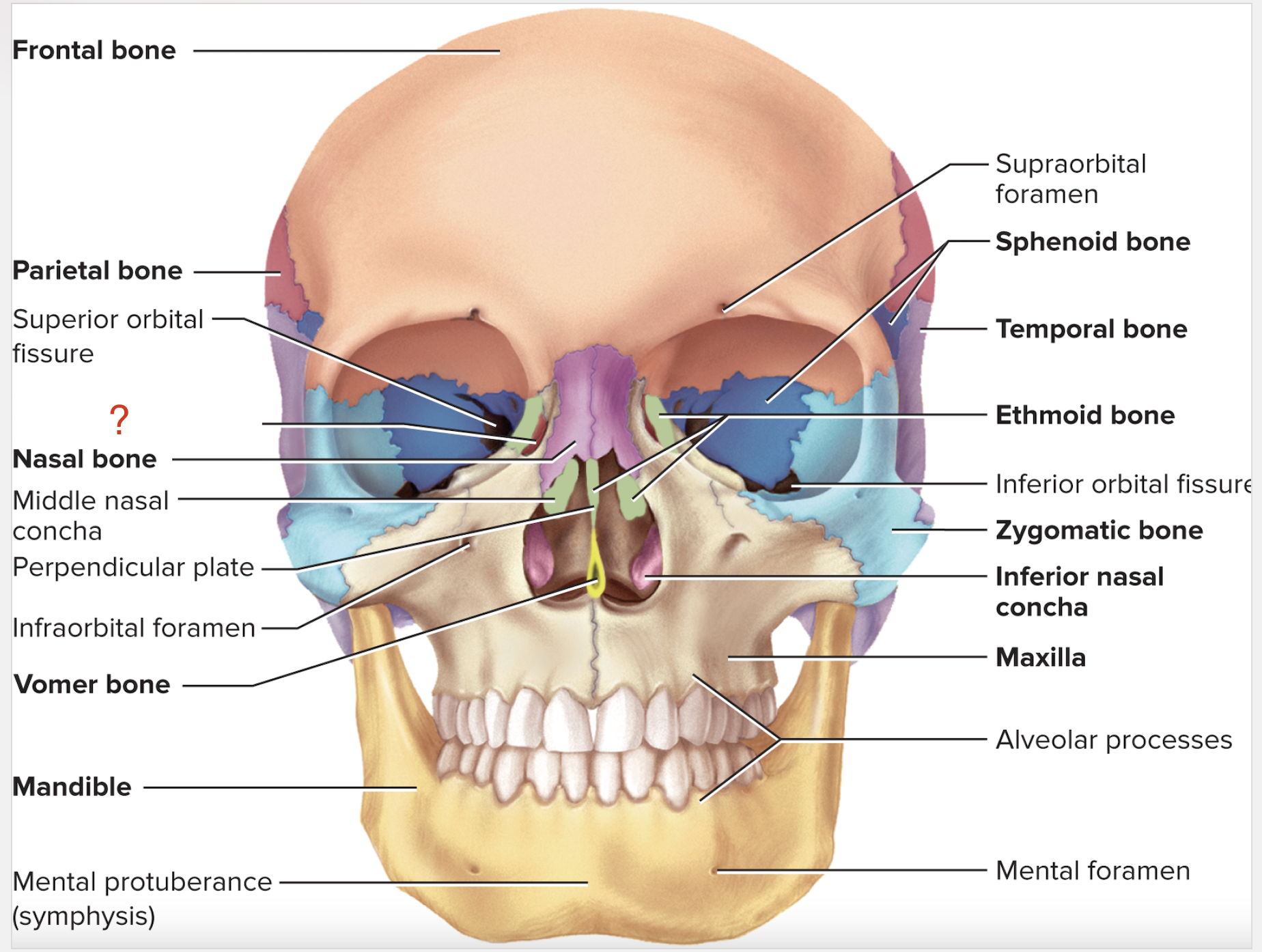 <p>What is the name of this bone?</p>