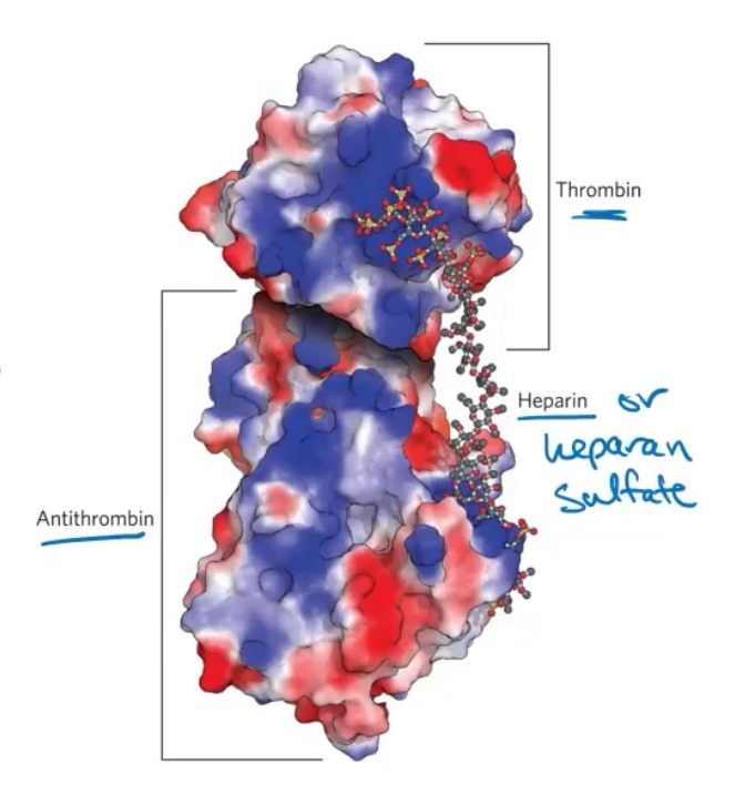 <p>Herapin sulfate containes variable, non random arrangemrnts of sulfated and nonsulfated sugars and lots of neg charges. </p><p>Sulfated residues give the molecule the ability to inerteract specifically with positively charged regions of proties. </p><p>Antithhrombin binds to and inhibits the protease thrombin only in the presence of heparan sulfate or herapin (from mast cells) </p><p>Both protiens are ruch in Arg and lys residue, so they interact electrostatically within the sulfate group</p><p></p>