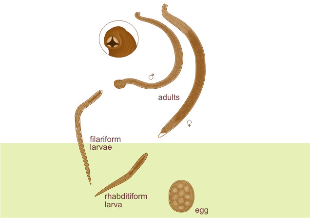 knowt flashcard image