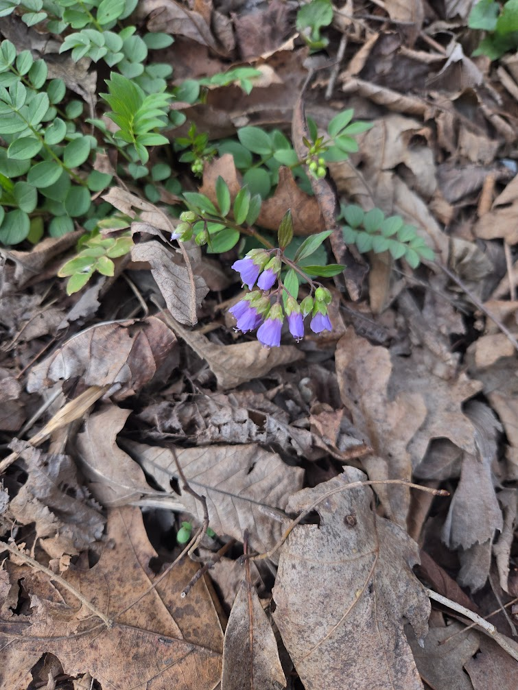 <p><strong>(<em>Polemonium reptans</em>)</strong> – Woodland plant with ladder-like pinnate leaves and clusters of blue, bell-shaped flowers. Found in rich, moist deciduous forests and floodplains. <strong>Autotroph; often forms mycorrhizal associations.</strong><br><strong>Uses:</strong> Ornamental; historically used in herbal medicine (mild sedative/anti-inflammatory), though not commonly used today.</p>