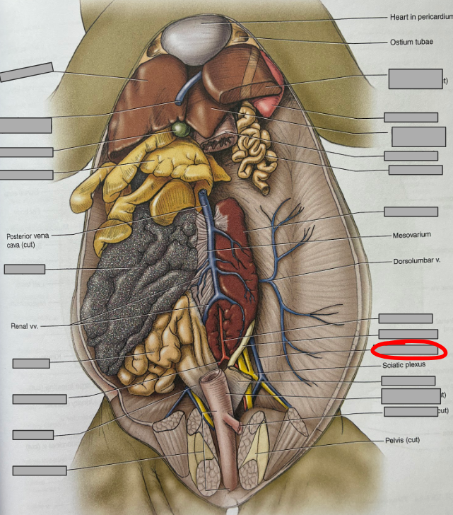 <p>What part of the organism is this?</p>