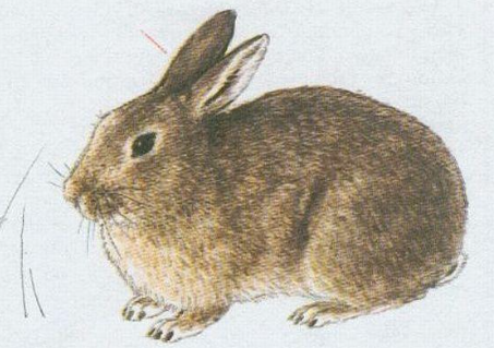 term image