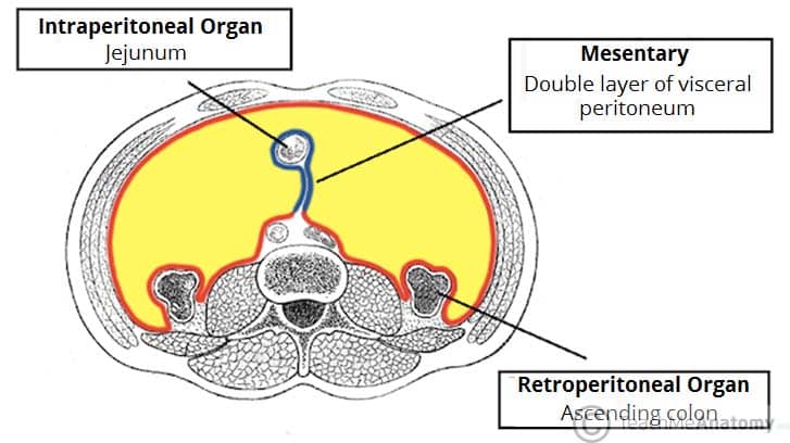 <p>A double layer (fold) of visceral peritoneum that anchors things in place for ex. small intestines, stomach, pancreas, and other organs to the abdominal wall</p>