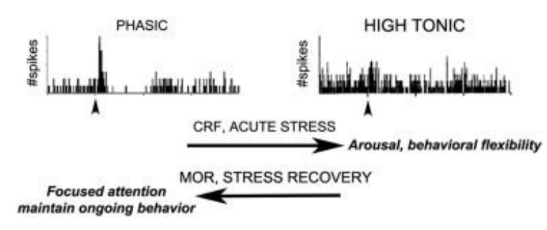 <ul><li><p>Many mental health disorders are related to stress</p><ul><li><p>risk of Anxiety, depression and post-traumatic stress disorder goes up w more stressful life events</p></li></ul></li><li><p>As part of the effects of stress might be due to NA, ADR and cortisol levels, modulating signaling may be therapeutic</p></li></ul><div data-type="horizontalRule"><hr></div><p></p><p></p>