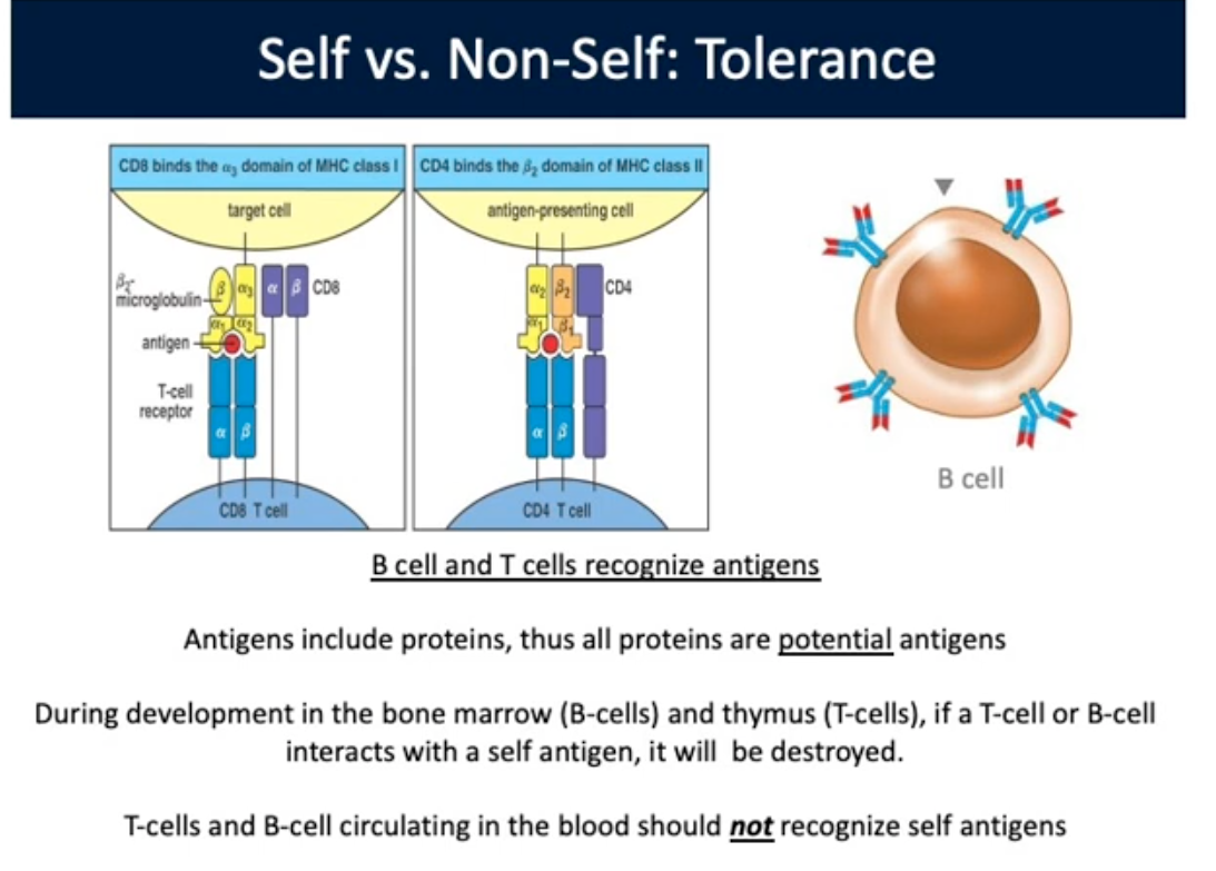 <p>Self vs. Non-Self: Tolerance</p>