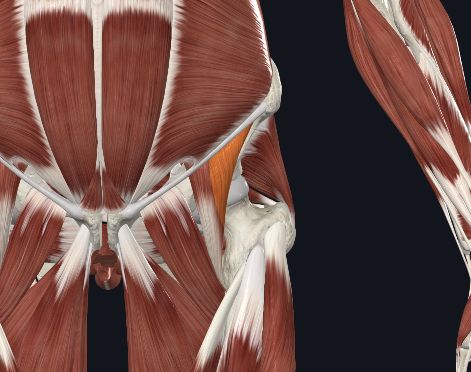 <p>Anterior view</p><p>Muscles</p>