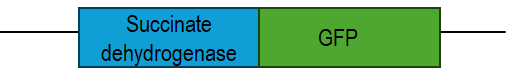 <p><span>Assume that you created a recombinant molecule that combines succinate dehydrogenase with the GFP gene. You insert this recombinant molecule in an animal cell, and allow it to grow and reproduce. Which of the following statements best describes what you will be able to observe if your experiment was successful?</span></p>