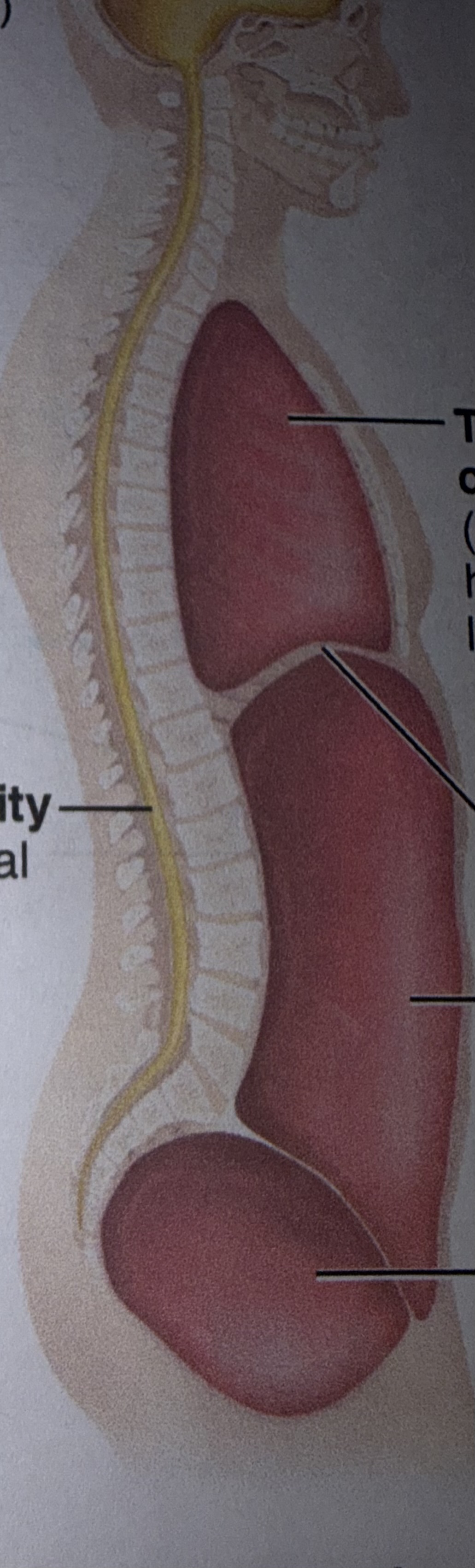 <p>Name the yelllow body cavity</p>