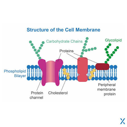 <ul><li><p>“Gatekeepers” — work w/immune system to allow self-molecules and reject non-self-molecules from crossing p.b.</p><ul><li><p>tissue/organ transplants, doctors must suppress immune system so body doesn’t attack foreign carbohydrates</p></li></ul></li><li><p>Linked glucose (pentagon-shaped sugar) units, hang off edge of membrane</p></li></ul><p></p>