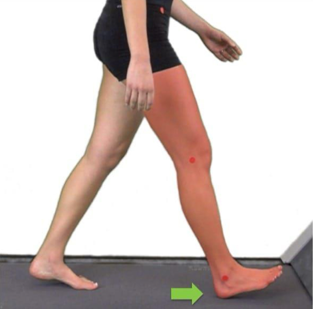 <p>begins when the ipsilateral tibia is perpendicular to the ground and ends when the ipsilateral foot strikes the ground</p>