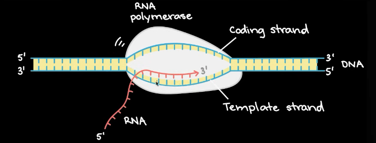 <ul><li><p><strong>RNA</strong> <strong>polymerase</strong> encodes towards the <strong>5’ end</strong> of the template strand</p></li><li><p>It moves <strong>downstream</strong>, <u>attaching</u> <u>ribonucleotides</u> along the template strand following complementary base pairing</p><ul><li><p>The coding strand and RNA are essentially the same sequence except….</p></li><li><p><strong>A is paired with U </strong>rather than with T</p></li></ul></li></ul><ul><li><p>After transcription, pre-mRNA is formed, DNA immediately recoils, and RNA polymerase detaches</p></li></ul><p><strong>Note: </strong>Several RNA polymerases can work on a single gene at once</p>