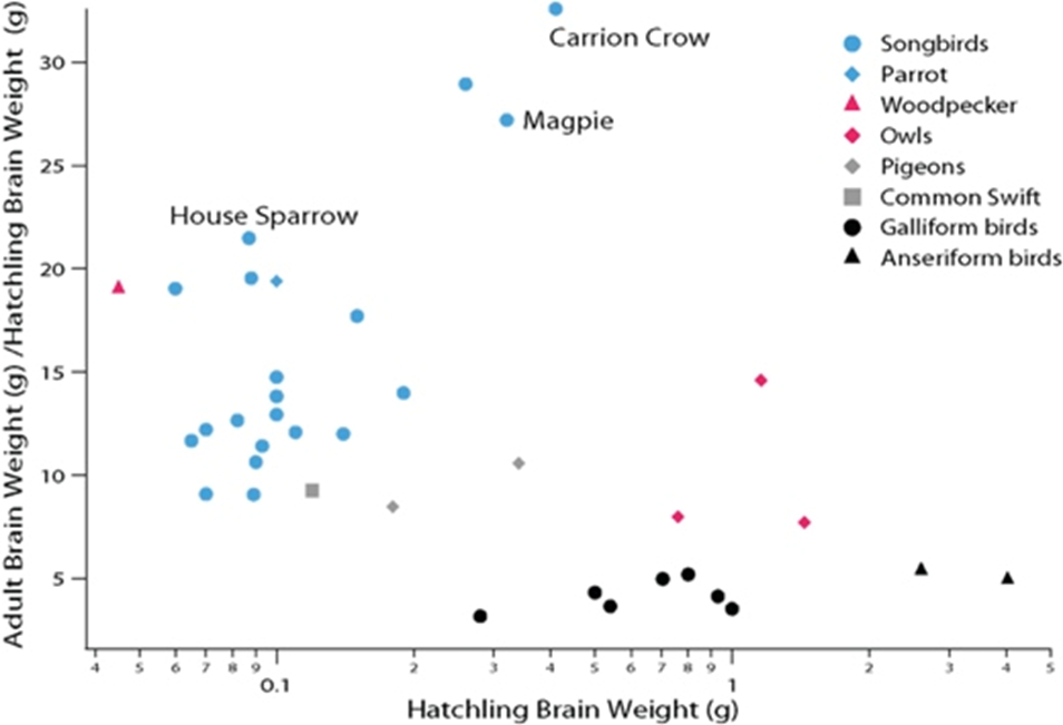 <ul><li><p>precocial development is primitive; altricial evolved independently in several taxa</p></li><li><p>altricial may be associated with learning:</p><ul><li><p><u>precocial</u>: large brains at hatching, but adult has relatively small brain</p></li><li><p><u>altricial</u>: much post-hatch brain development; adults proportionately large brains</p></li></ul></li></ul><p></p>