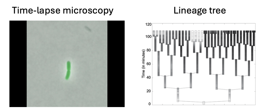 <ul><li><p><span style="color: red;"><strong>Flagellin gene <em>fliC</em> encodes the <u>majority of flagellum</u></strong></span></p></li><li><p><em>fliC</em> promoter<em><u> controls GFP expression</u></em> during microcolony growth</p></li><li><p><em>FliC</em> is a<span style="color: red;"><strong> <u>virulence factor of </u><em><u>Salmonella</u></em> </strong></span>that is essential for <strong>bacterial adhesion to epithelial cells</strong> and for <strong>bacterial motility.</strong></p></li></ul><p>(motile? = need Flagellin gene <em>fliC)</em></p>