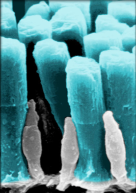 term image