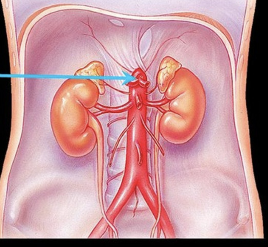 <p>The first major branch of the abdominal aorta that supplies blood to the liver, stomach, and spleen.</p>