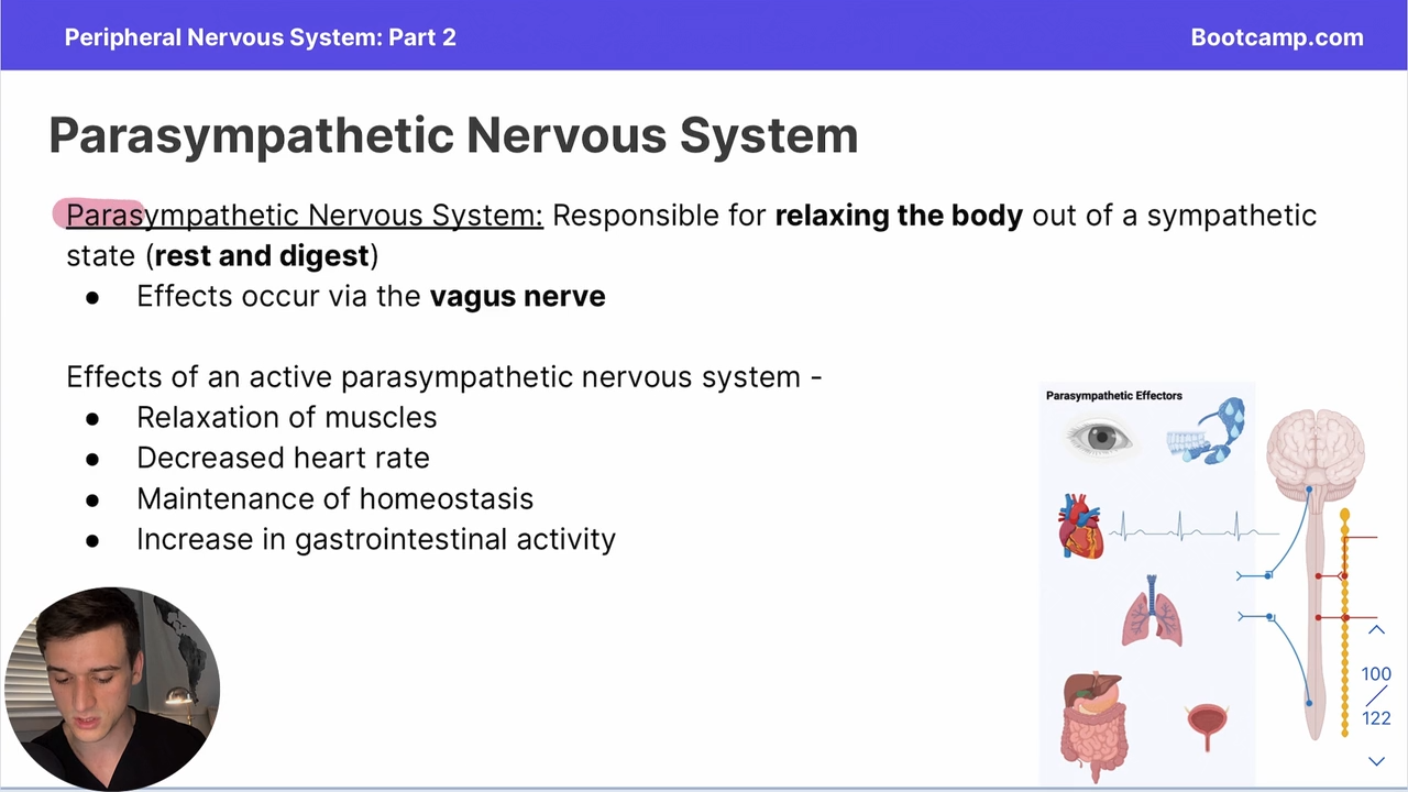 <p>via the <strong>vagus nerve</strong></p>