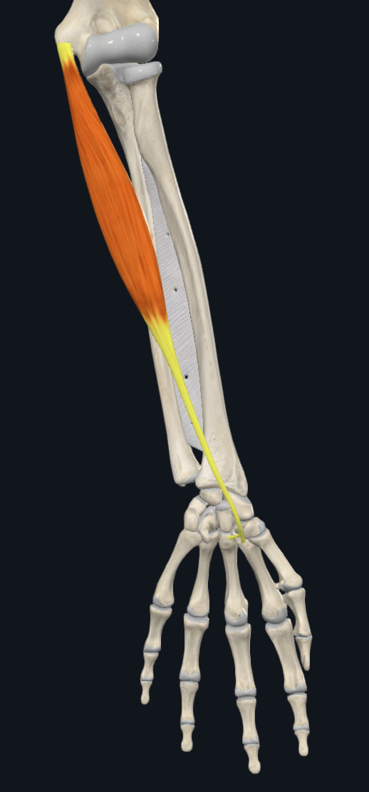 term image