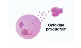 <p>= damps (ischmia-reperfusion injury) relase = tissue resident myeloid cell actiaiton = recruitent of neutorphils</p><ol><li><p>generally pro-inflammatory (promotes rejection)</p><ol><li><p>inflammatory cytokien production skews APCs to induce Th1 and Th17 t cell phenotypes</p><ol><li><p>th 17 recute neutrophils chronically (positive feeback loop)</p></li></ol></li></ol></li><li><p>may provide costiulatory signals to T cells in graft</p></li><li><p>one neutrophil su bset may be later involvd in revascularization</p></li></ol><p></p>