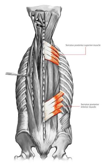 <p>extrinsic back muscles intermediate layer</p>