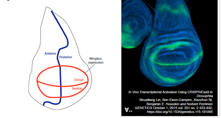 <p>When wingless is mutated, there are no wings on the fly. Wingless is expressed along the wing margin and around the hinge and is required for wing margin growth. Requied for the dorsal-ventral boundary of the wing, and of the boundary of the hinge that lets the wing buzz.</p>