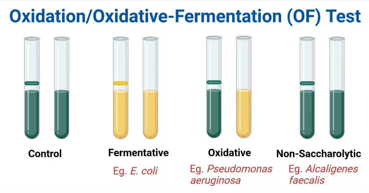<p>Two test tubes = one aerobic and anaerobic </p><ul><li><p>Fermentative: both tubes turn yellow (can break down glucose with/without oxygen) </p></li><li><p>Oxidative: only the aerobic tube turns yellow (needs oxygen) </p></li><li><p>Inert/Non-saccharolytic: bacteria cannot use glucose at all </p></li></ul><p></p>