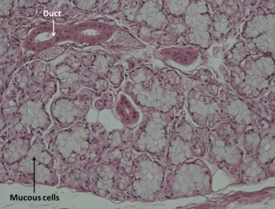 <p>what is this a sample of?</p>