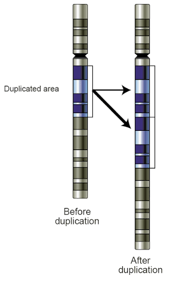 <p>Copy number variant </p>