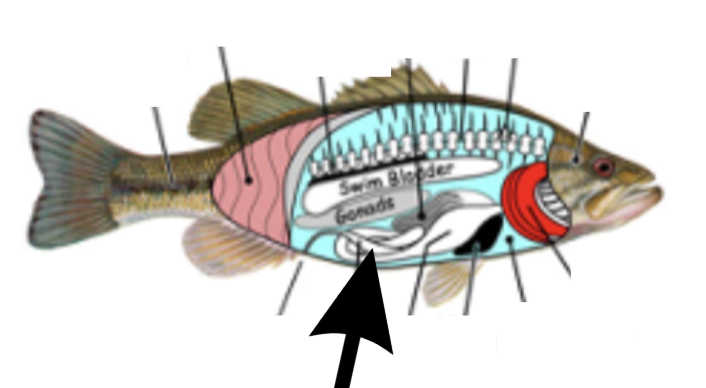 <p>What is this part on the fish?</p>