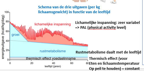 <p>eten en lichaamstemp op peil houden</p><p>= constant</p>