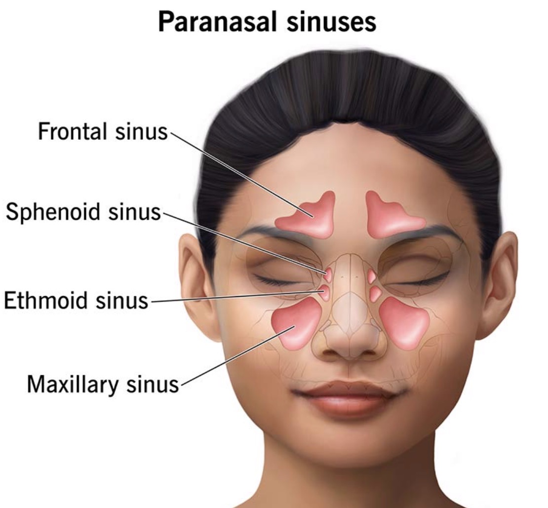 <p><span><strong>air-filled spaces around your nose</strong></span></p>