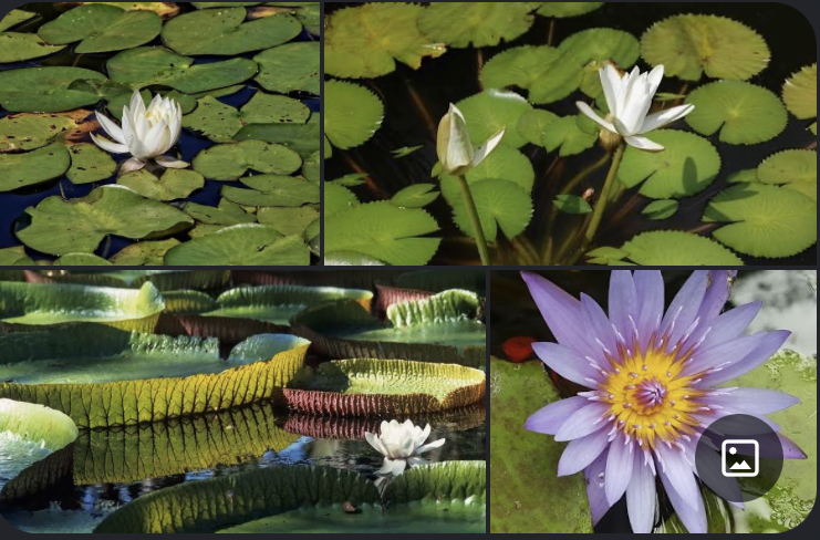 <p>Kenmerken:</p><p><span>Waterplanten met grote, drijvende bladeren en wortelstokken in de bodem. De bloemen zijn groot, spiraalsgewijs opgebouwd, met een vloeiende overgang van bloemdekbladen naar meeldraden (geen strikt onderscheid tussen kelk en kroon). De stengels hebben geen echte houtvaten (tracheën) maar primitievere cellen.</span></p>