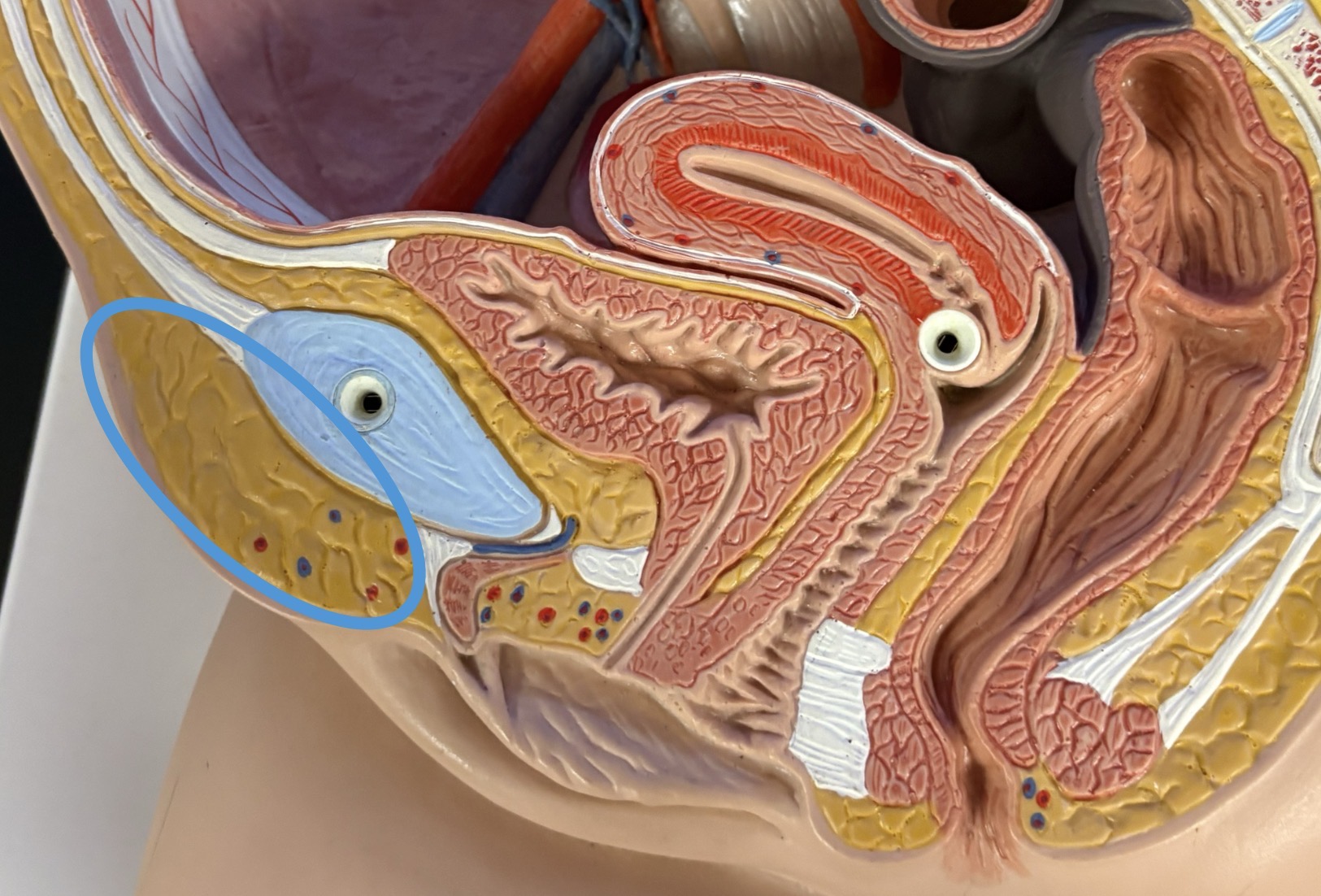 <p>fatty mound of adipose tissue over pubic symphysis</p>
