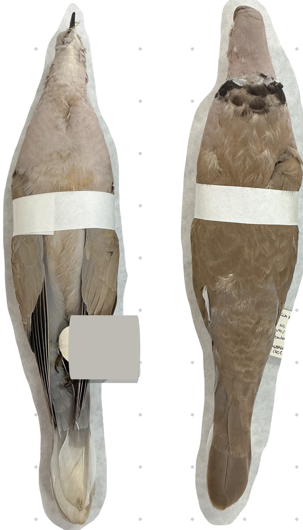 term image