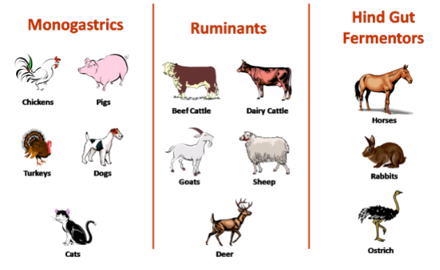 <p>the proportion of ingested biomass that is digested</p><p>one reason why energy always decreases from one trophic level to the next</p><p>determined by food quality and the consumer’s physiology</p><p>higher for carnivores than herbivores and detrivores</p><p>plant/detritus food quality is low because of hard-to-digest compounds (e.g. cellulose, lignins)</p><p>animals are more efficient to assimilate because animal food has a carbon-to-nutrient ratio similar to the animal consuming it</p><p>in herbivores, higher in hind-gut fermenters and ruminants than in monogastrics (digestive system is modified to break down cellulose well)</p>