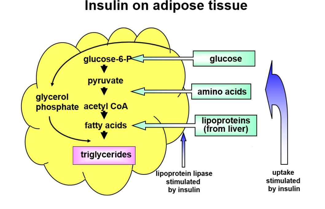 <ul><li><p>the glucose enters through transported and is converted by glucokinase into glucose-6-phoshosphate </p></li><li><p>this is then converted into triglycerides  using glycerol phosphate </p></li><li><p>the lipoproteins containing the fatty acids from the liver arrive at the adipose tissue and the liver stimulates the lipoprotein lipase to free the fatty acids and allow them to enter the cell</p></li><li><p>insulin also stimulates the uptake of amino acids in side the adipose  </p></li></ul><p></p>