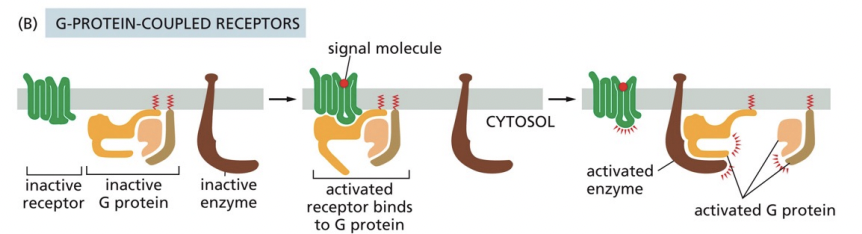 <p>Activates membrane-bound, trimeric GTPbinding proteins (G proteins), which then activate either an enzyme or an ion channel in the plasma membrane.</p>