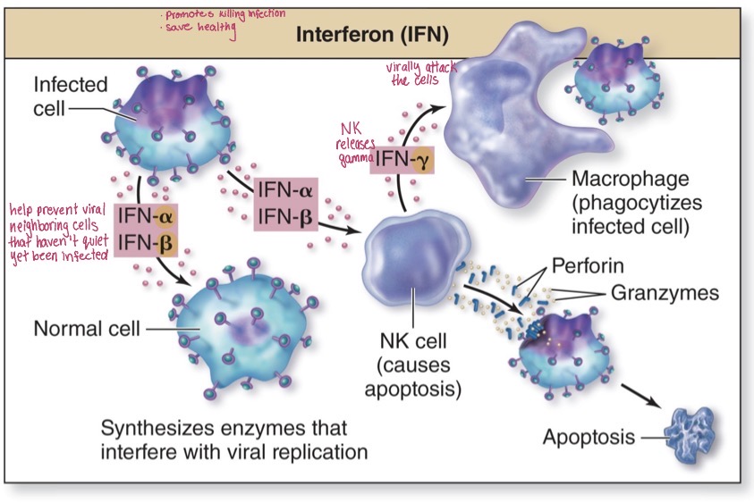 <p>Interferon (IFN)</p>