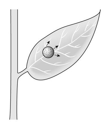 <p>Identify the type of fungicide based on mobility in a plant: contact or systemic</p>