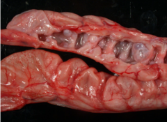 <p>Morph. Dg</p>