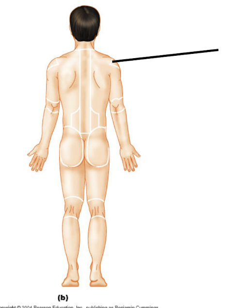 <p>Acromial (P)</p>
