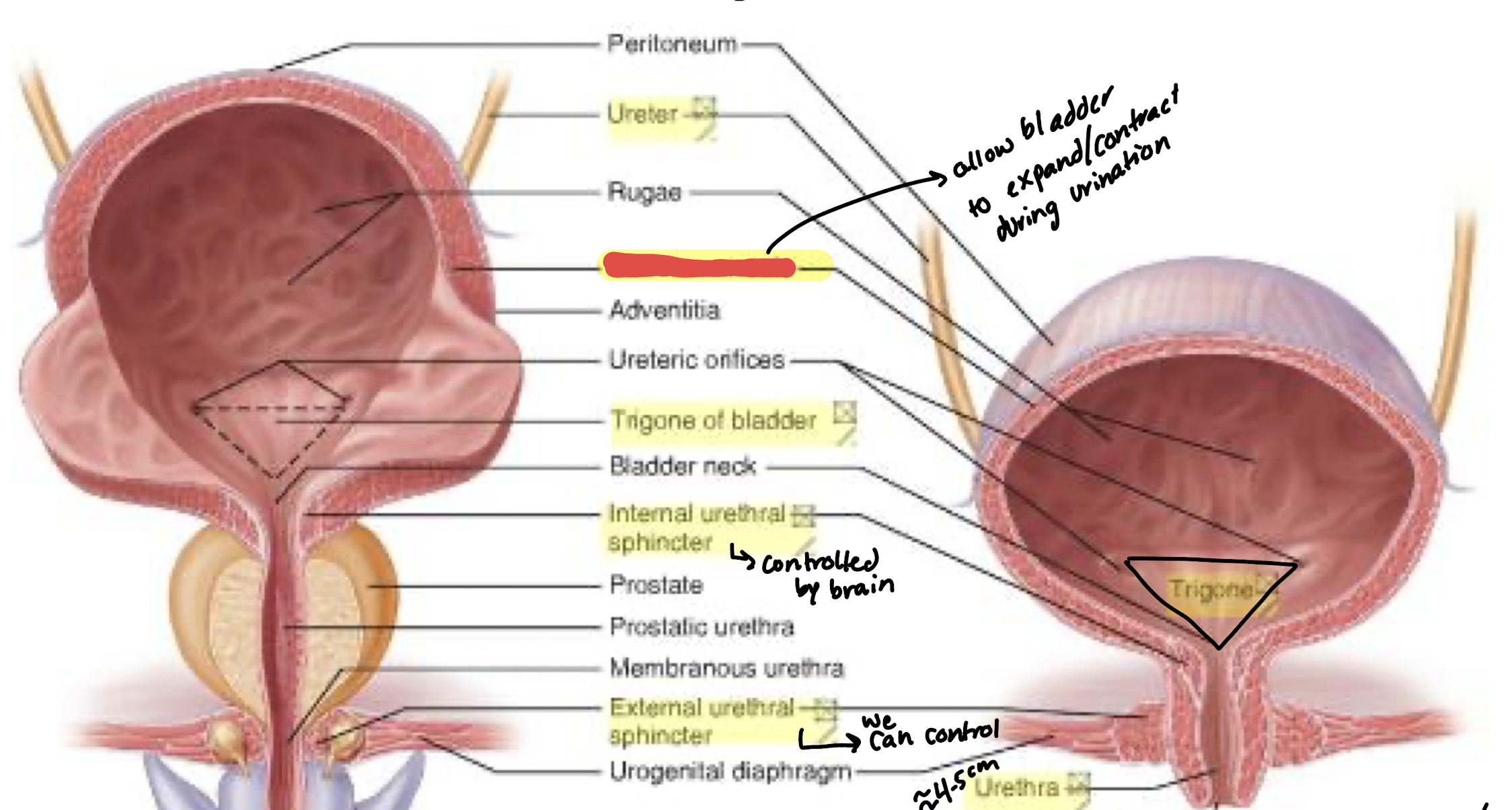 <p>Urinary bladder is composed of ____ and ____</p>