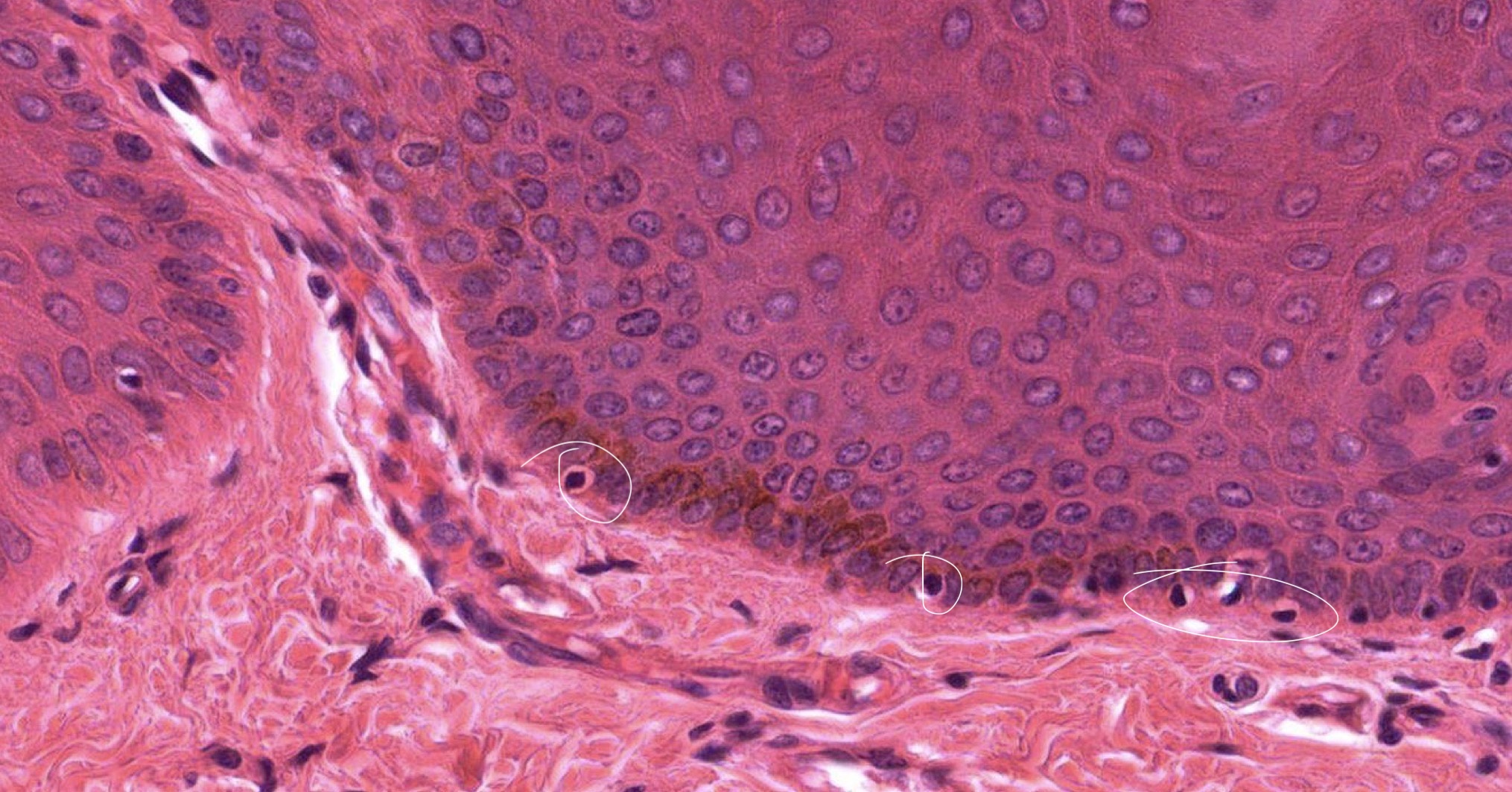 <p>Identify the Structure</p>