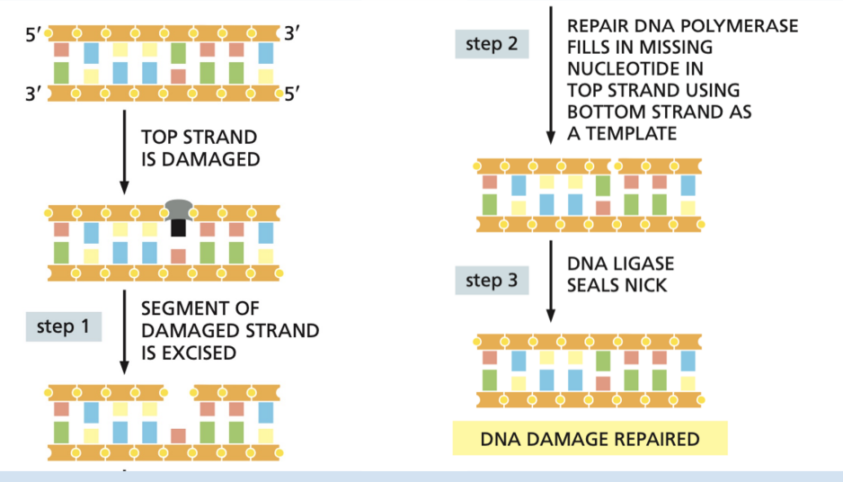 <p><strong>nucleases </strong>(endonucleases that cleave DNA internally by cutting the phosphodiester backbone) </p><ul><li><p>can be excision of a single base or multiple (up to around 10)</p></li></ul><p></p>