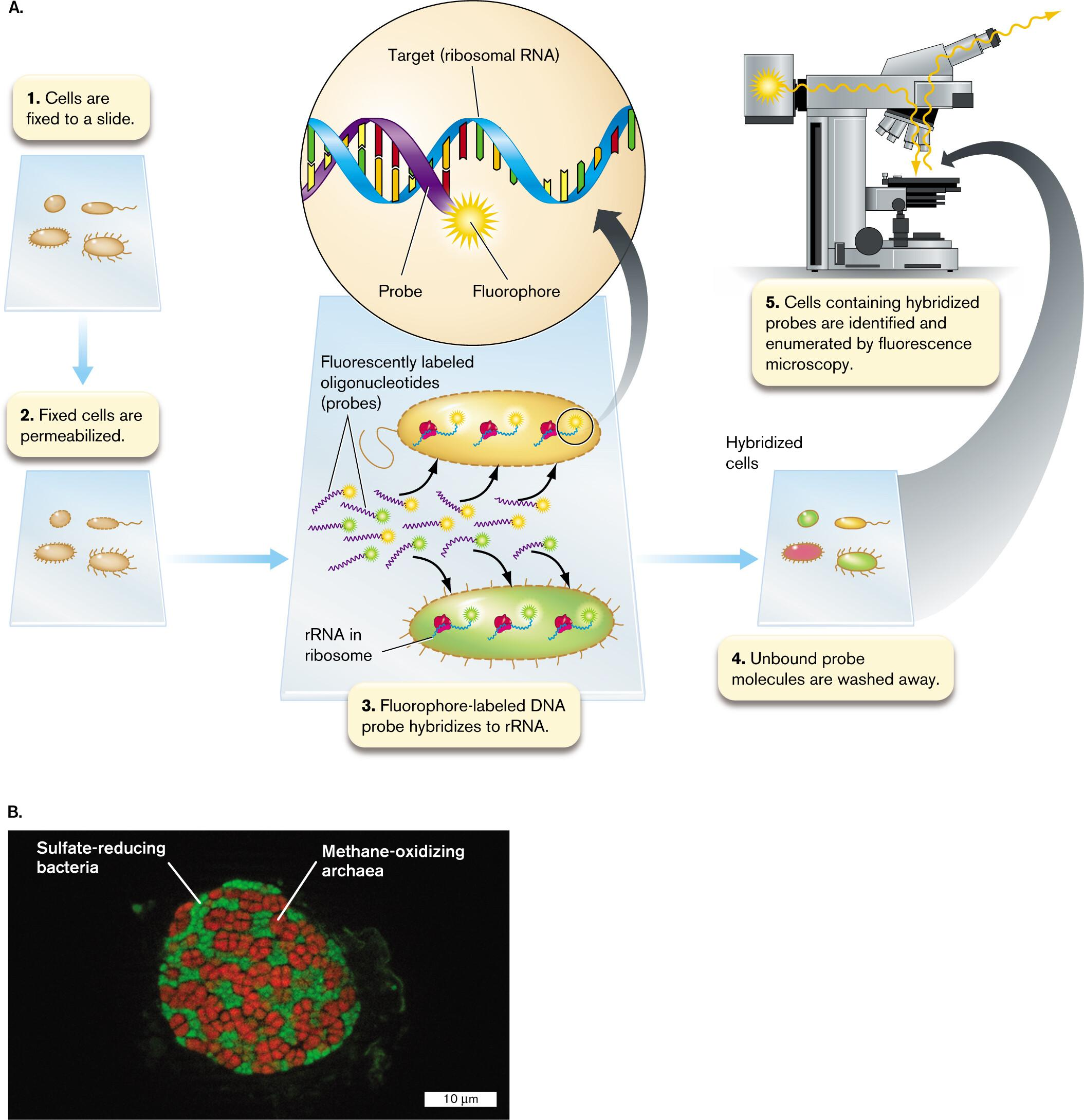 <ul><li><p><strong>16S rRNA gene sequencing</strong></p><ul><li><p>Environmental DNA is extracted without culturing the microbes.</p></li><li><p>Conserved regions are used for PCR amplification.</p></li><li><p>Variable regions distinguish different microbial taxa.</p></li><li><p>Reveals which bacteria and archaea are present.</p></li><li><p>Does not preserve spatial information.</p></li></ul></li><li><p><strong>FISH</strong></p><ul><li><p>Fluorescently labeled DNA probes are designed from known 16S rRNA sequences.</p></li><li><p>Probes hybridize to complementary 16S rRNA molecules inside fixed cells.</p></li><li><p>Target cells fluoresce under a microscope.</p></li><li><p>Reveals location, physical arrangement, and relative abundance.</p></li></ul></li><li><p><strong>Integration</strong></p><ul><li><p>16S sequencing identifies an uncultivated microbe and provides the sequence needed for probe design.</p></li><li><p>FISH then locates that microbe within the intact community.</p></li><li><p>Together, they reveal <strong>who is present and where they are located</strong>.</p></li></ul></li><li><p><strong>Master relationship</strong></p><ul><li><p>16S sequencing → taxonomic identity</p></li><li><p>FISH → spatial organization</p></li><li><p>Combined approach → identity + location</p></li></ul></li><li><p><strong>Common confusion</strong></p><ul><li><p>16S sequencing usually analyzes the 16S rRNA <strong>gene in DNA</strong>.</p></li><li><p>FISH usually targets abundant 16S rRNA <strong>molecules inside cells</strong>.</p></li><li><p>Neither method alone directly proves the organism’s metabolic function.</p></li></ul></li></ul><p></p>