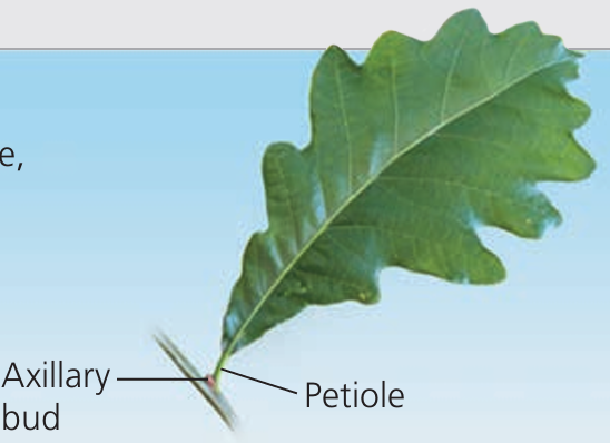 <p>What leaf is this?</p>