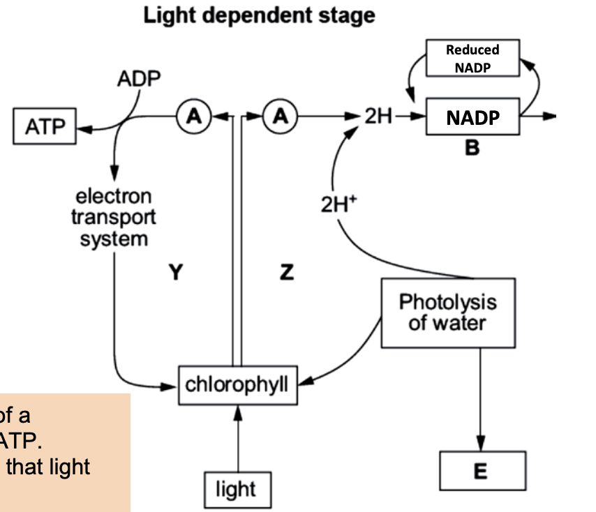 <p><strong>PS1</strong> absorb photons excites electrons in chlorophyl a (to higher energy level)</p><p>Electron acceptor → donated to <strong>electron transport chain</strong></p><p>Generate <strong>proton gradient </strong>for chemiosmosis</p><p>Electron lower energy state → PS1</p>