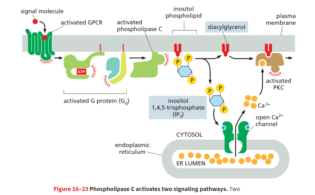 <p>Small secondary messenger molecule produced by the cleavage of membrane inositol phospholipids in response to extracellular signals. <strong>Helps activate protein kinase C.</strong></p><ul><li><p>produced when phospholipase C cleaves an inositol phospholipid</p></li><li><p>it is a lipid that remains embedded in plasma membrane that recruits PKC from the cytosol to membrane</p></li></ul><p></p>