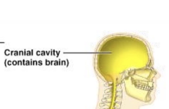 <p><span>holds your <strong>brain</strong></span></p><p><span><strong>Inside dorsal body cavity</strong></span></p><p></p>